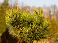 Pinus mugo Golden Stiper IMG_1824 Sosna kosodrzewina